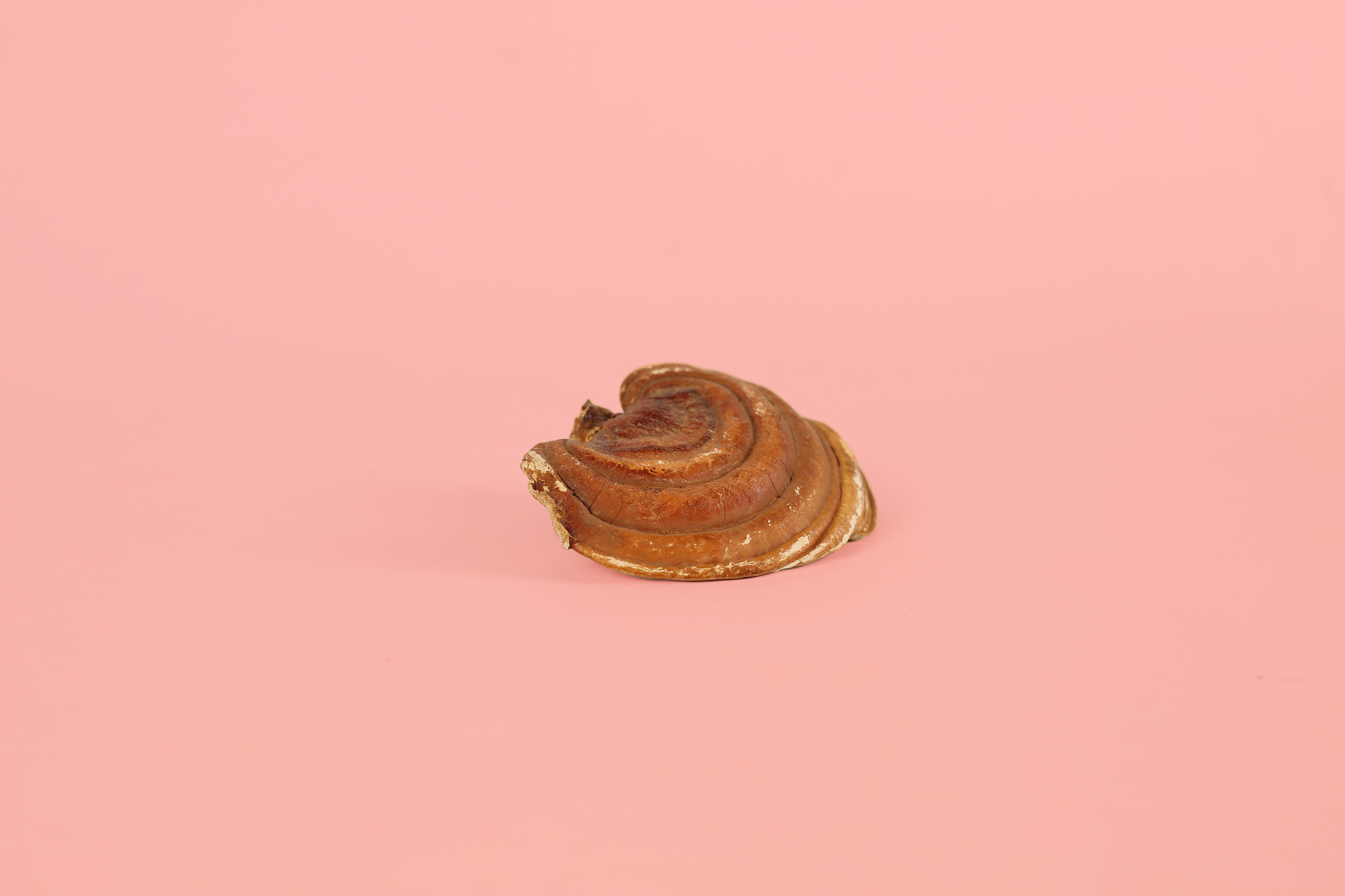 Reishi Pilz Reishi Pilz